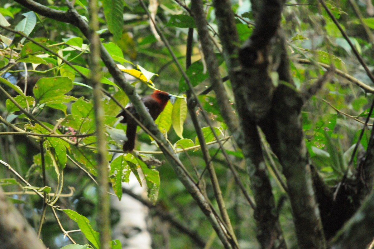 Crested Ant-Tanager - ML642970146