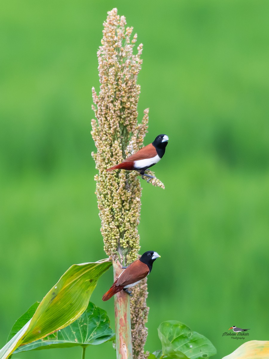 Tricolored Munia - ML642970148