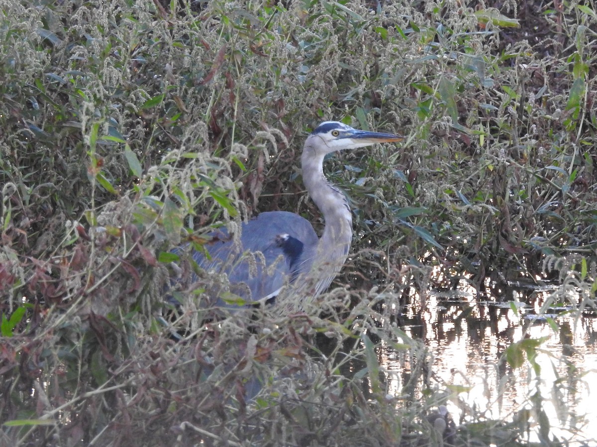 Great Blue Heron - ML642970157