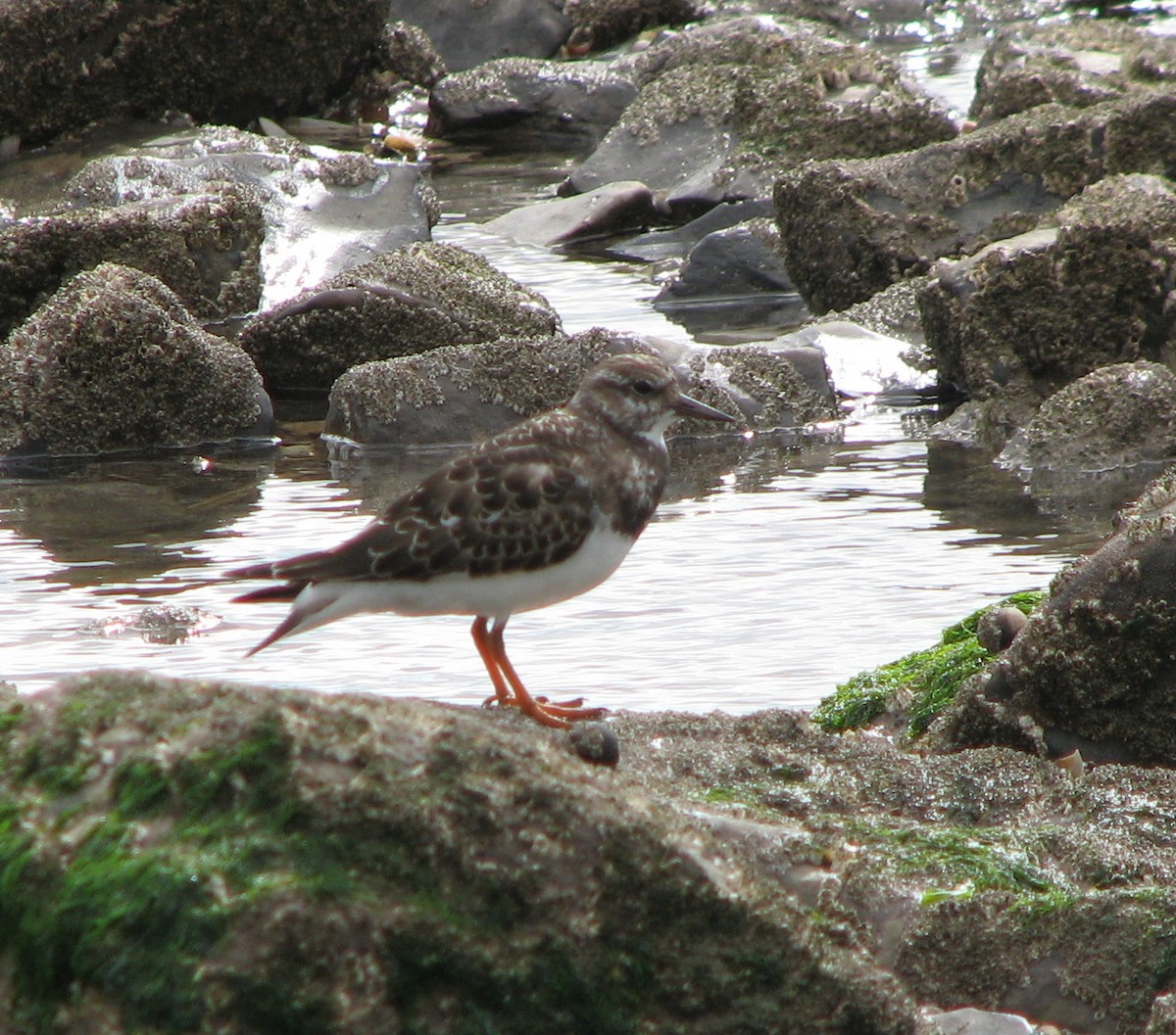 Ruddy Turnstone - ML642970166