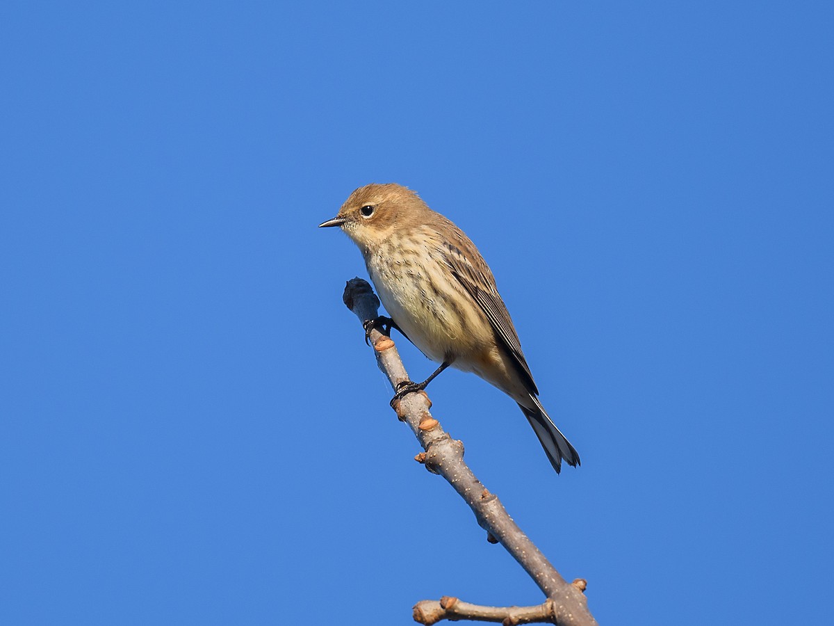 Yellow-rumped Warbler - ML642970181