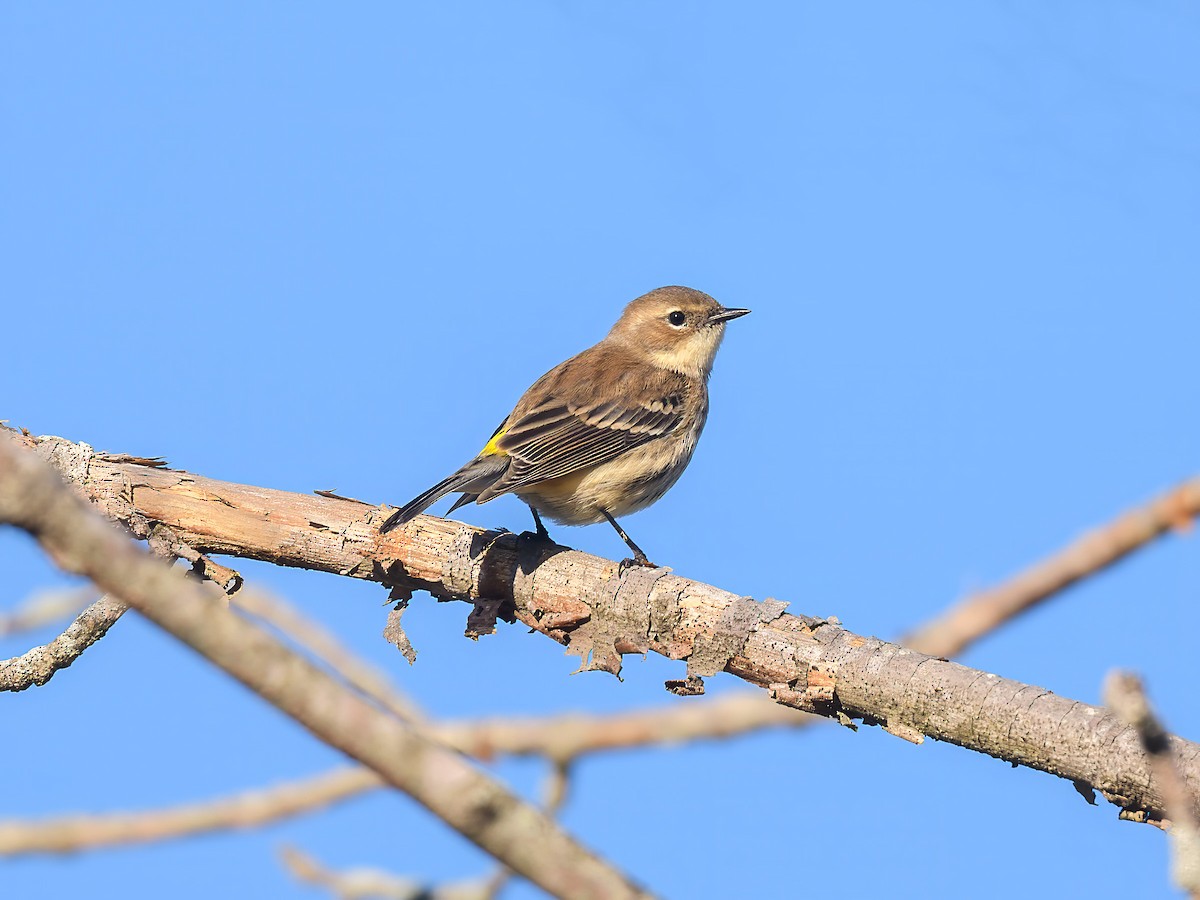 Yellow-rumped Warbler - ML642970182