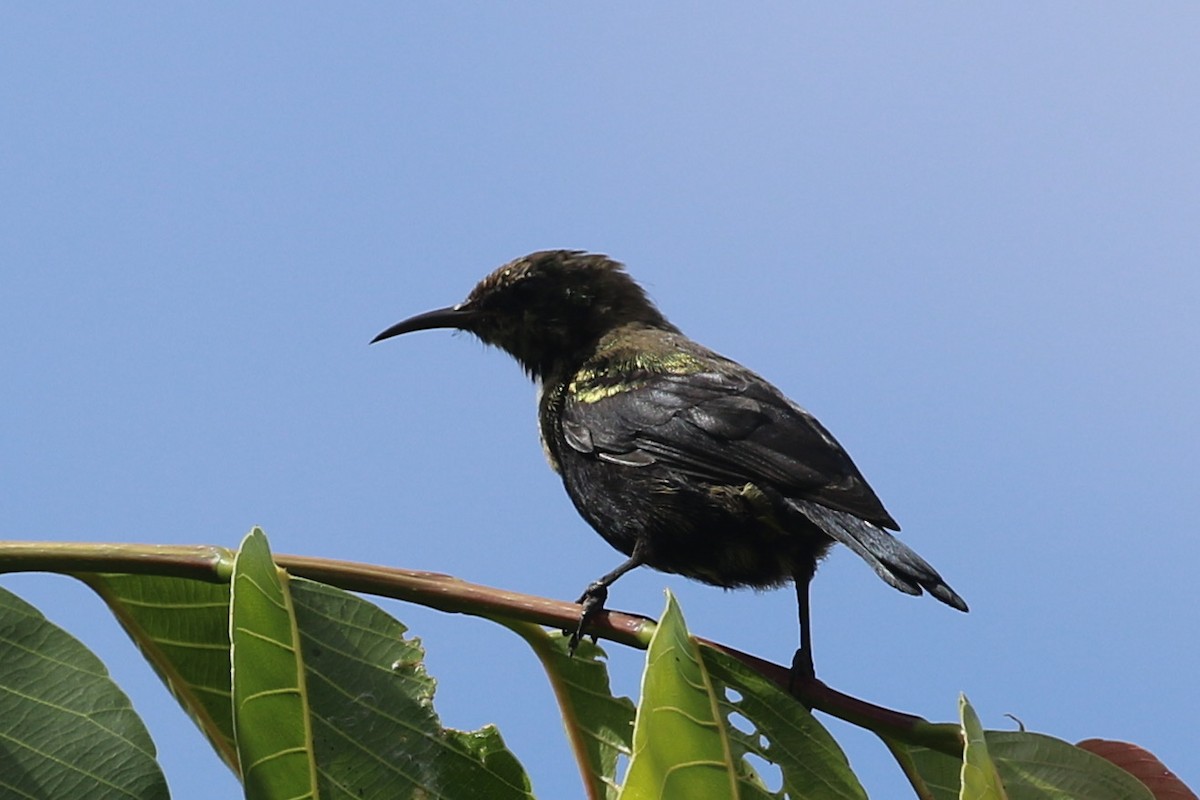 Copper Sunbird - ML642970196