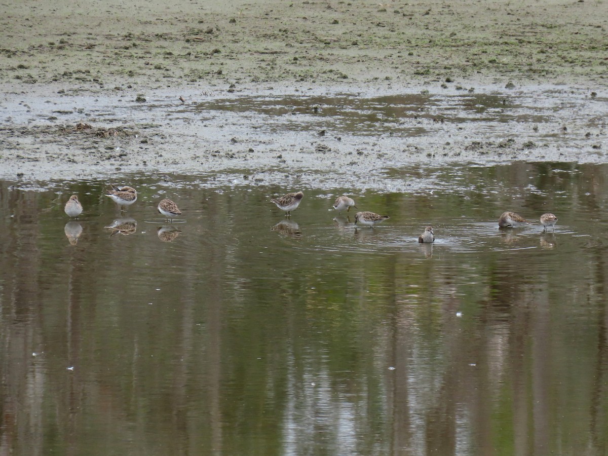 Bécasseau minuscule - ML642970201