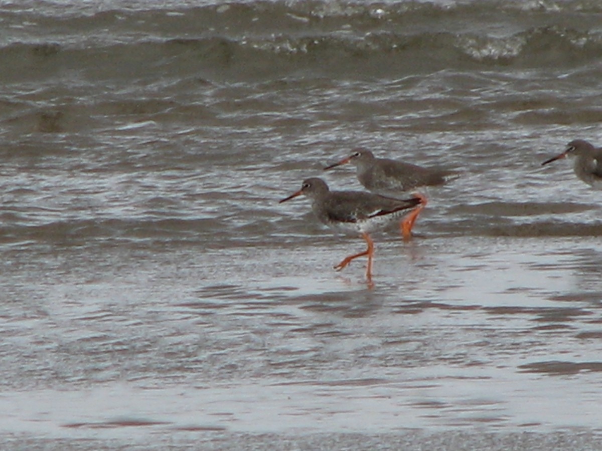 Common Redshank - ML642970206