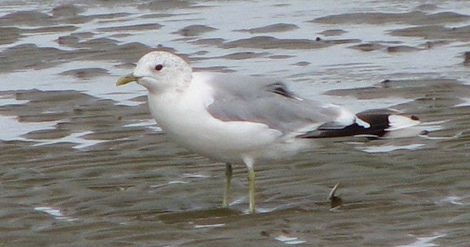Common Gull - ML642970216