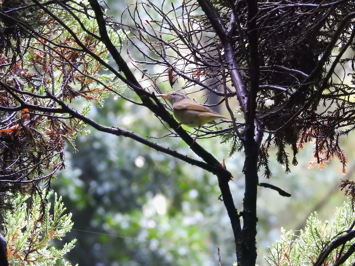 Sakhalin Leaf Warbler - ML642970220
