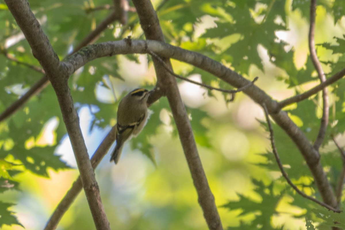 Golden-crowned Kinglet - ML642970222