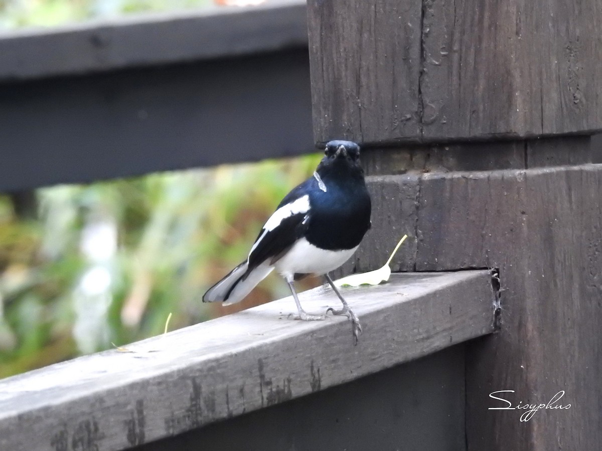 Oriental Magpie-Robin - ML642970223
