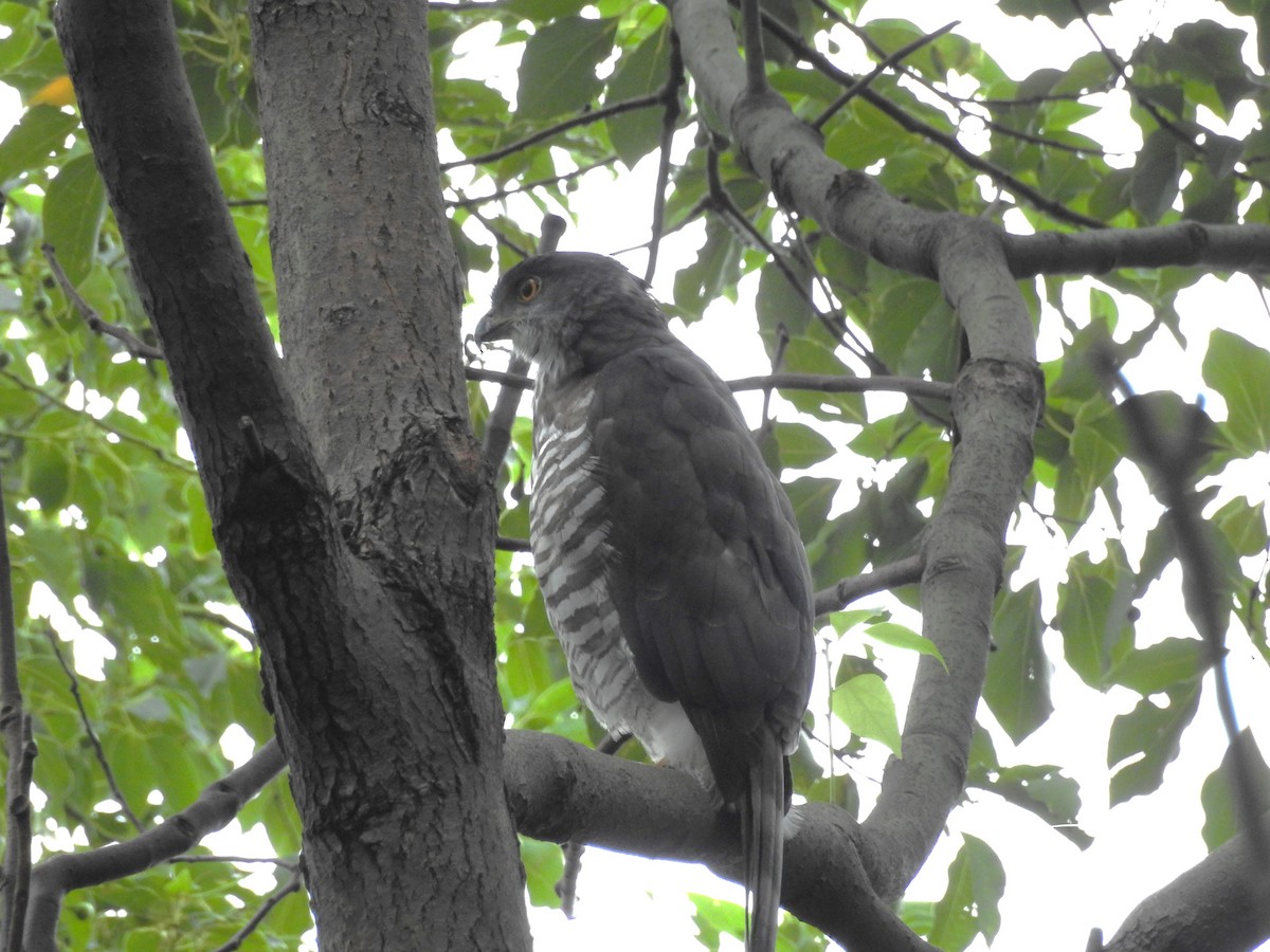 Crested Goshawk - ML642970233