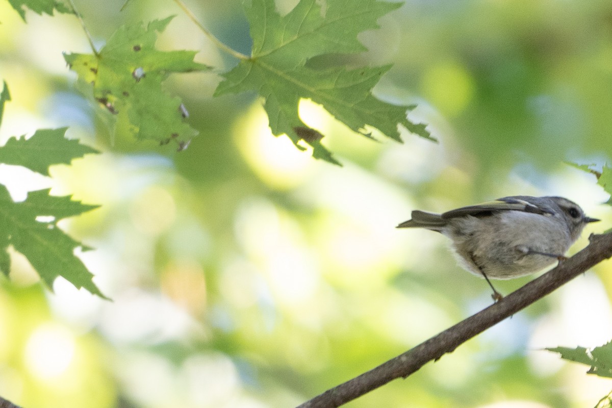 Golden-crowned Kinglet - ML642970263
