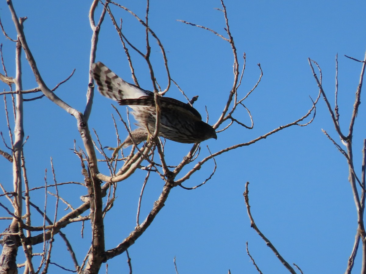 Cooper's Hawk - ML642970267