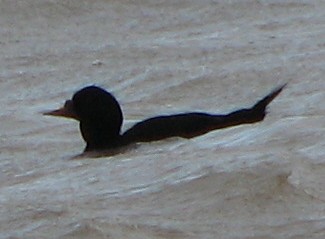 Common Scoter - ML642970270