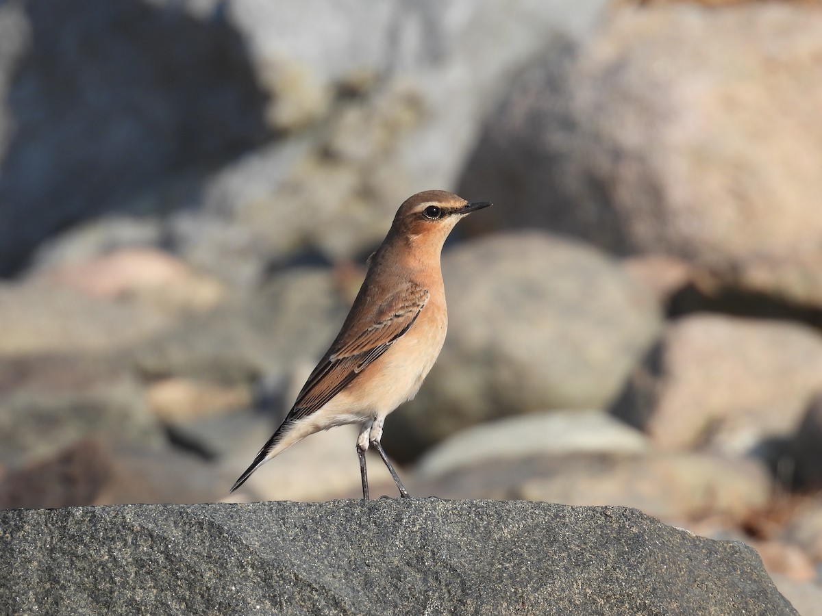 Northern Wheatear - ML642970273