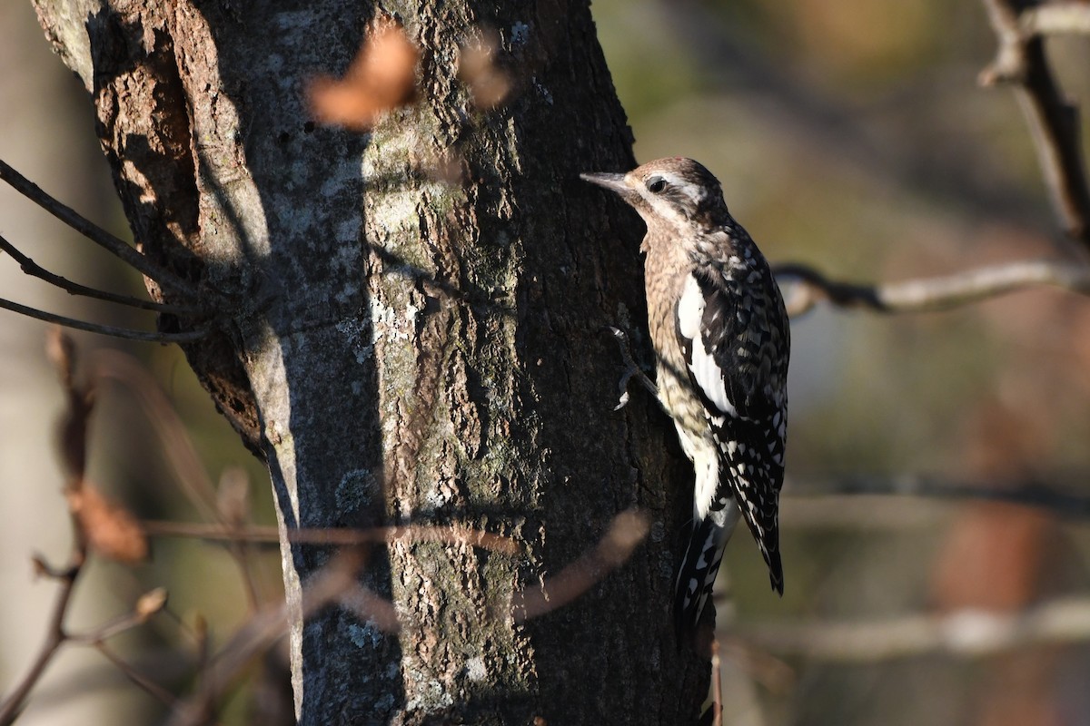 Yellow-bellied Sapsucker - ML642970341