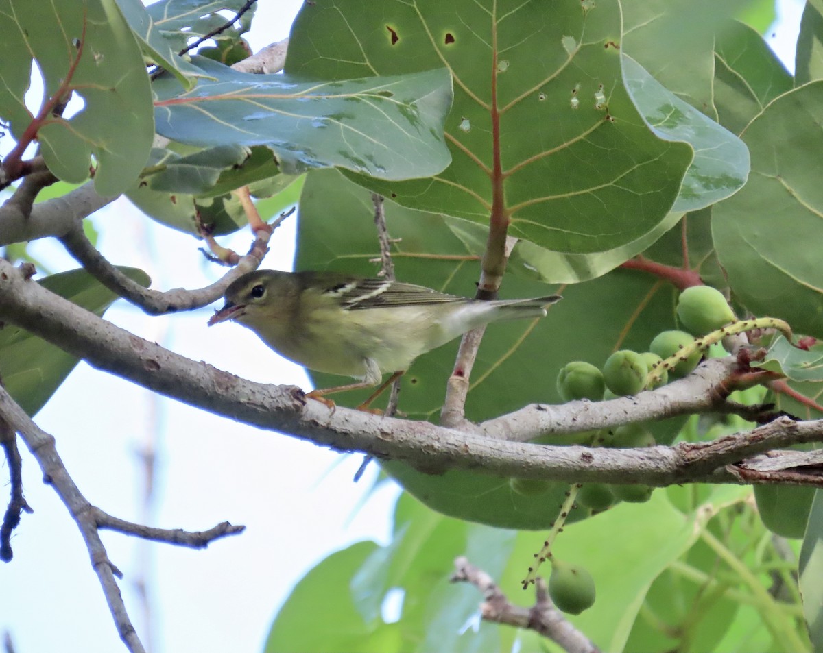 Blackpoll Warbler - ML642970343