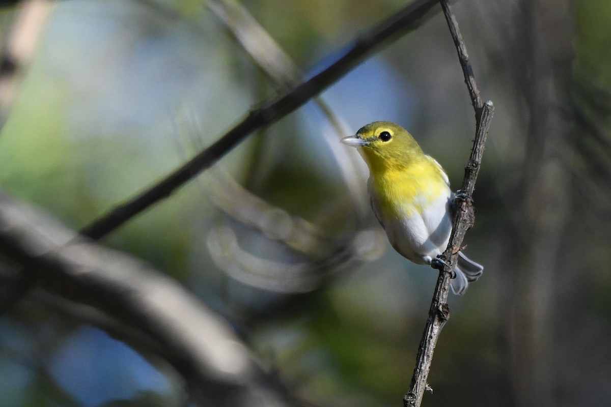 Yellow-throated Vireo - ML642970351