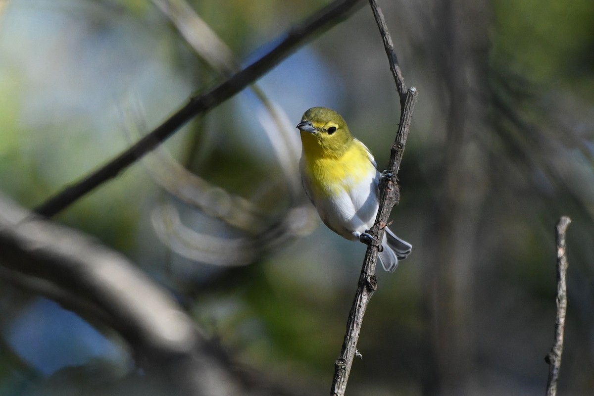 Yellow-throated Vireo - ML642970353