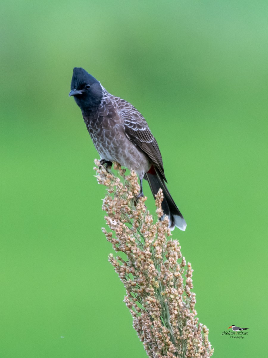 Red-vented Bulbul - ML642970358