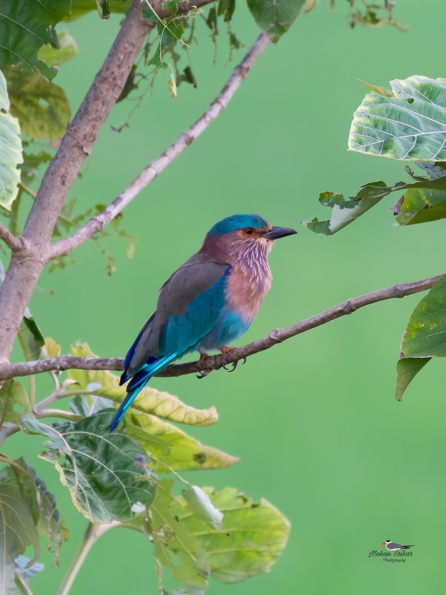 Indian Roller - ML642970370