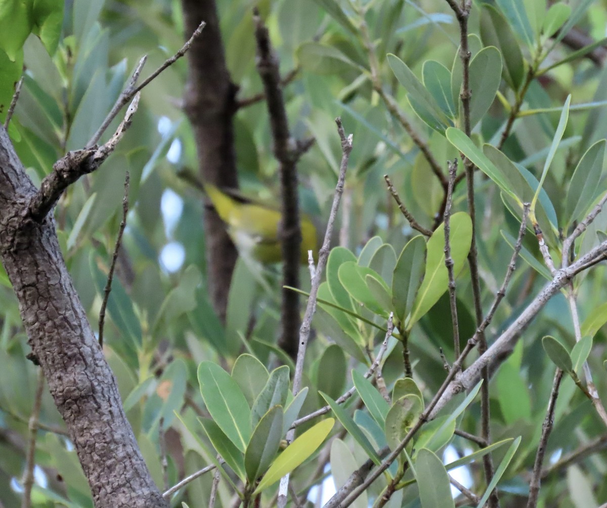 Nashville Warbler - ML642970373