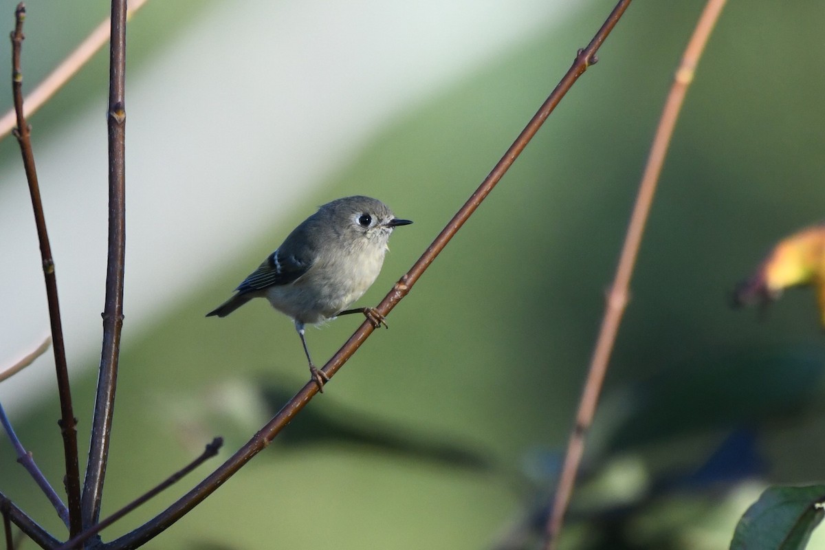 Ruby-crowned Kinglet - ML642970385