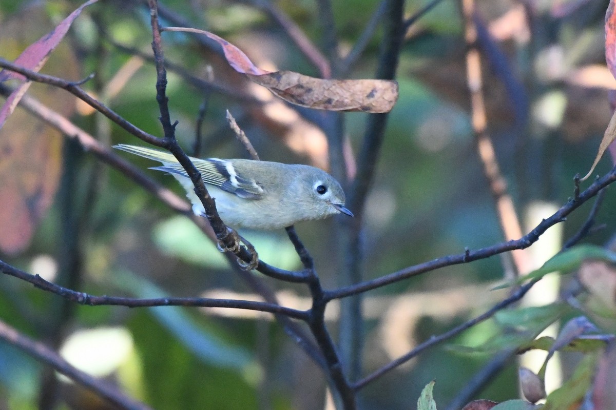 Ruby-crowned Kinglet - ML642970386