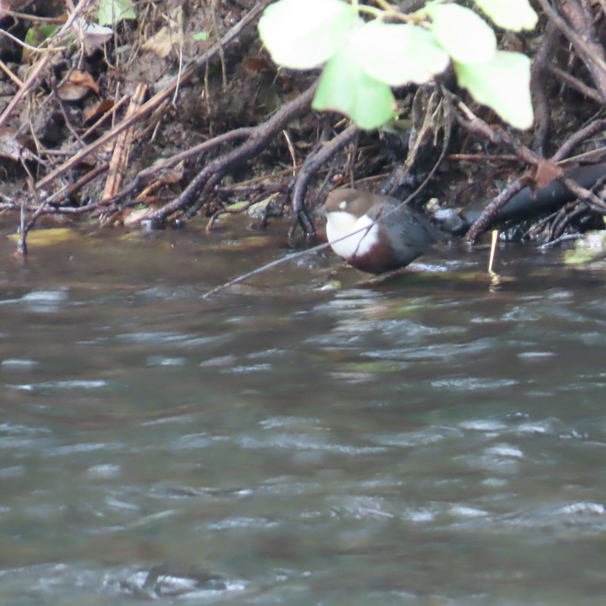 White-throated Dipper - ML642970390