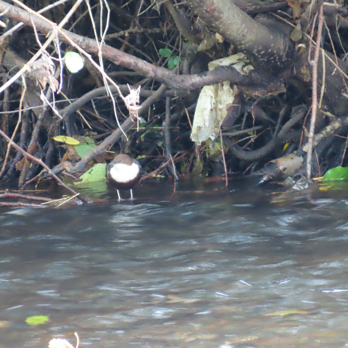 White-throated Dipper - ML642970391