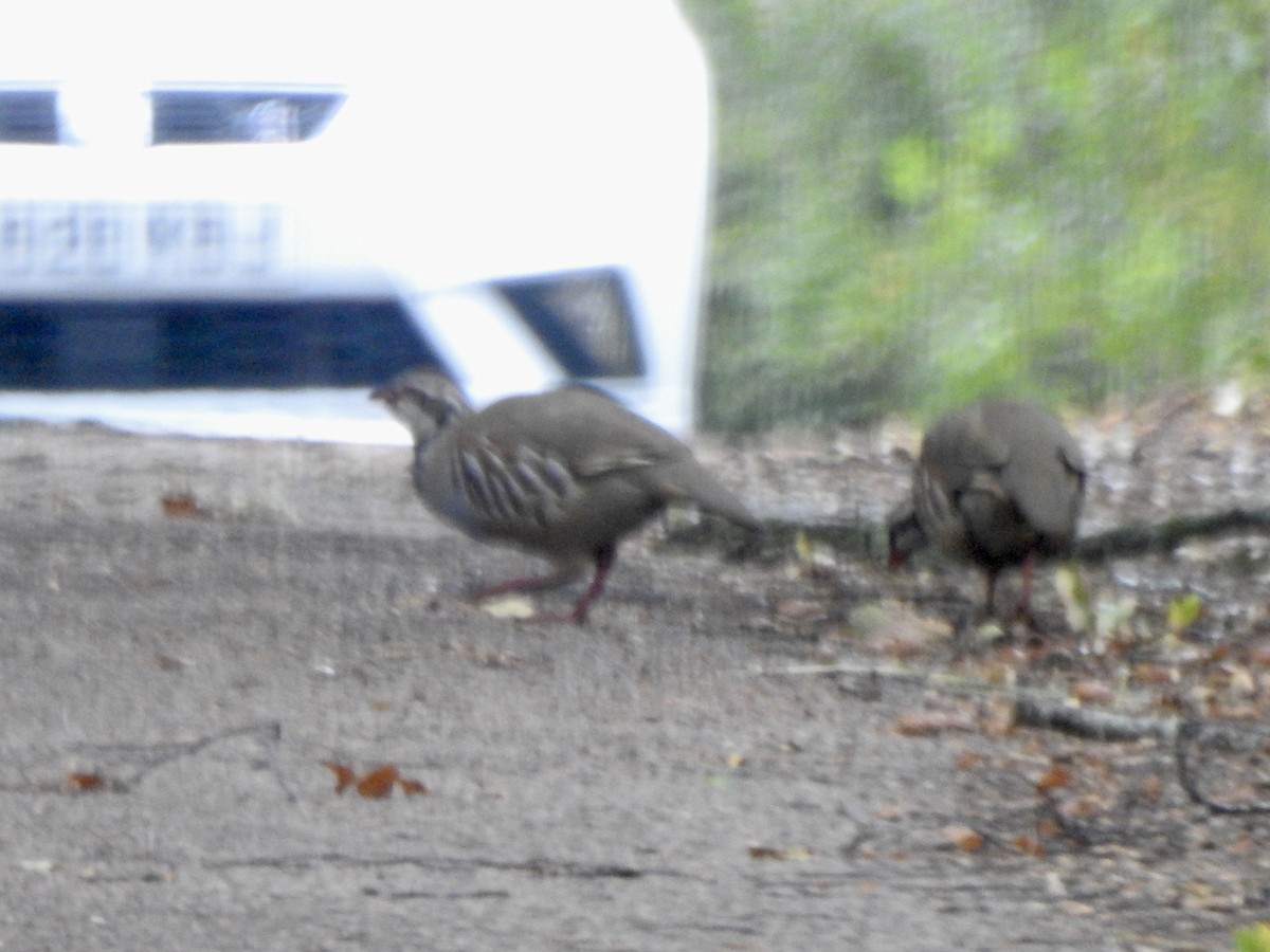 Red-legged Partridge - ML642970393