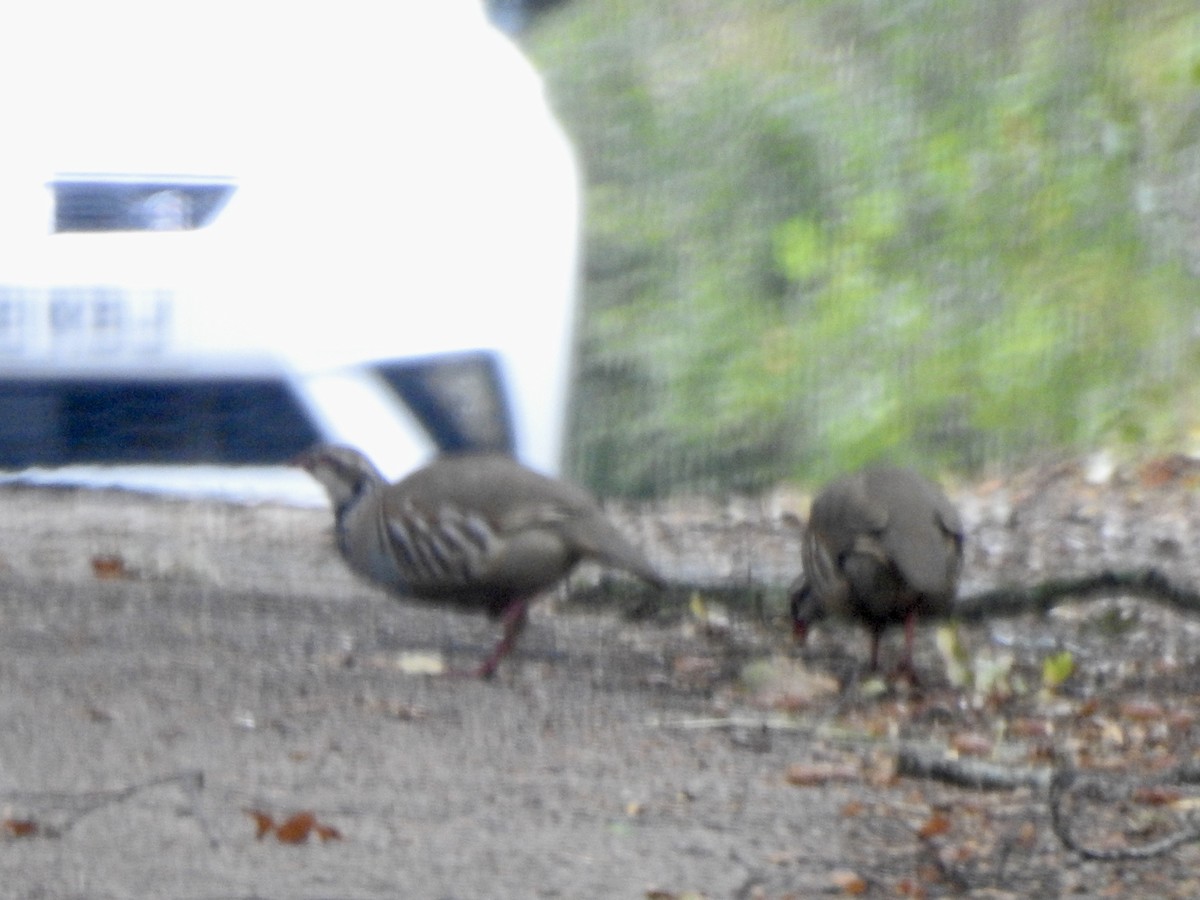 Red-legged Partridge - ML642970394