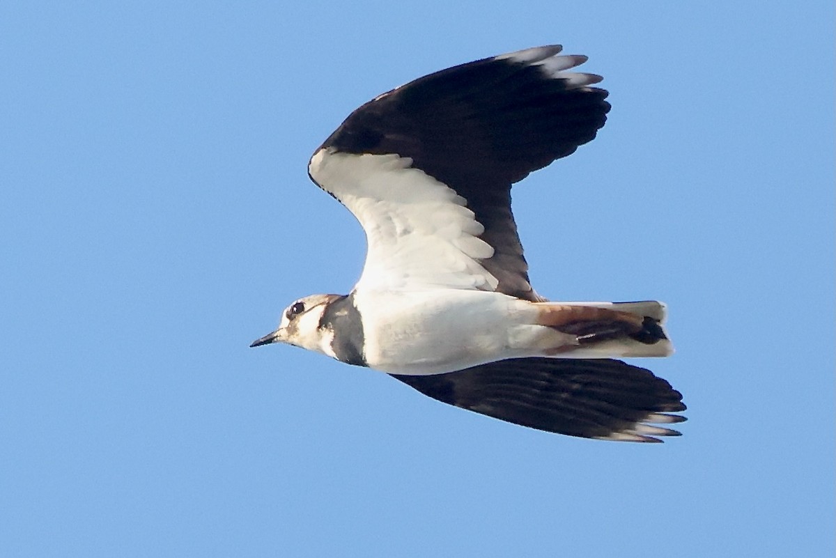 קיווית מצויצת - ML642970395