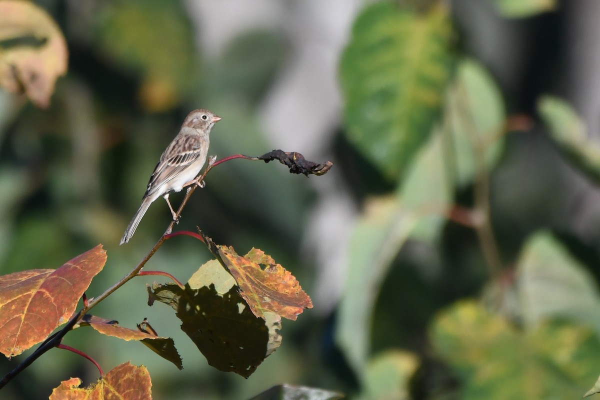 Field Sparrow - ML642970399
