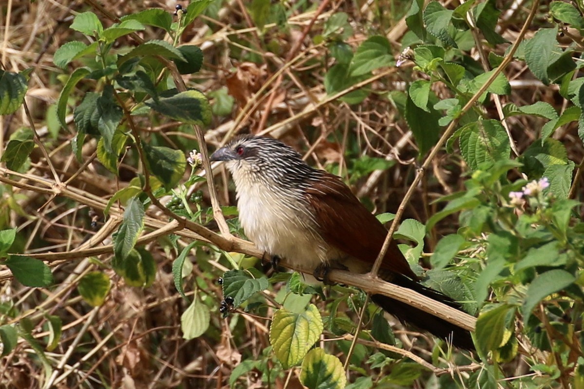 White-browed Coucal - ML642970401