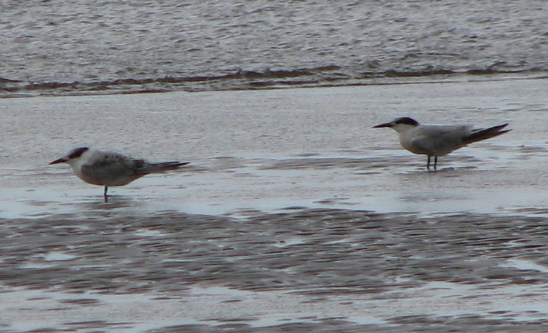 Sandwich Tern - ML642970405