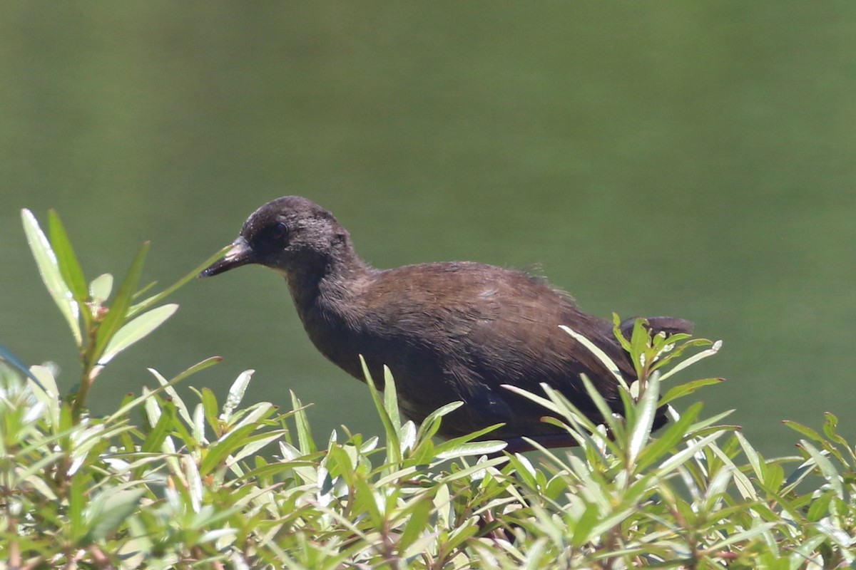 Black Crake - ML642970418