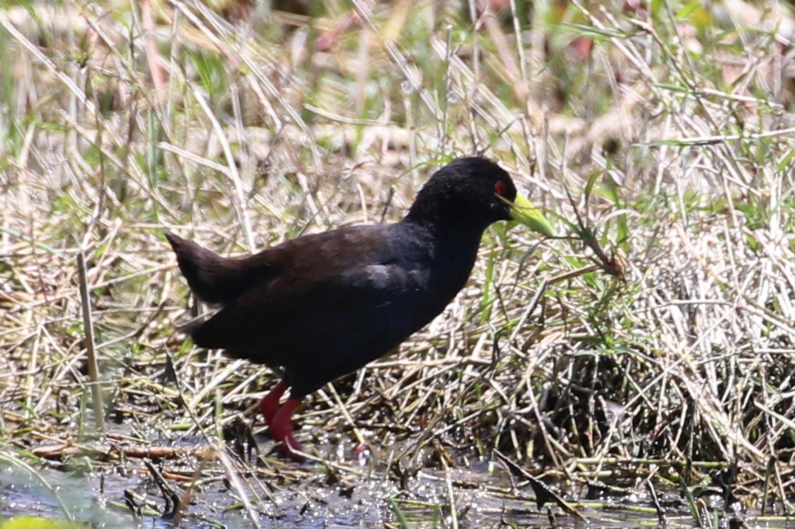 Black Crake - ML642970419