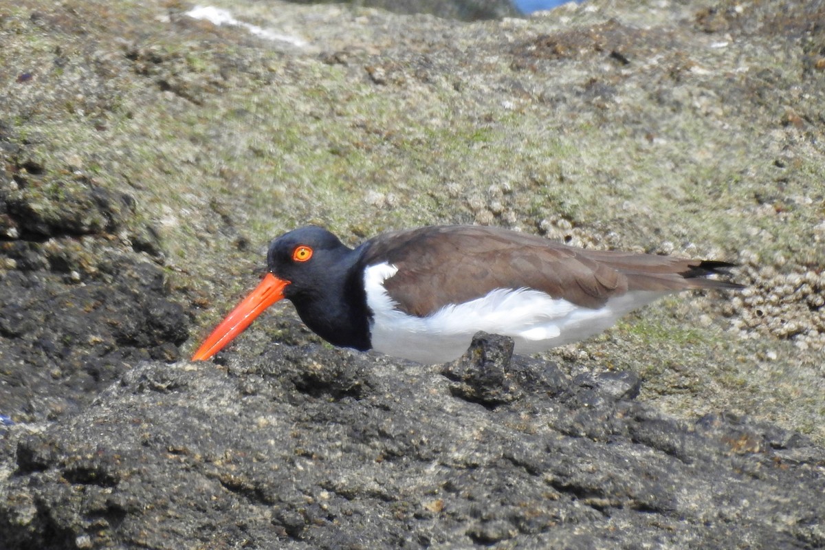 American Oystercatcher - ML642970420