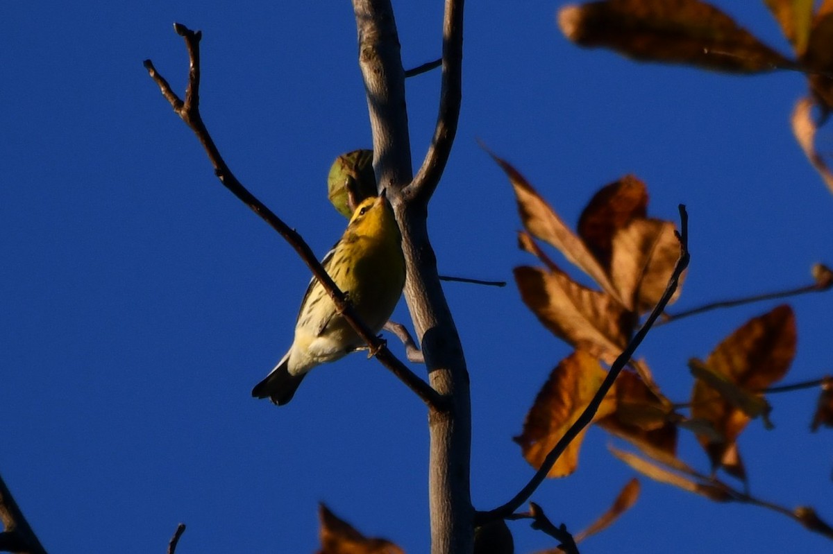 Blackburnian Warbler - ML642970421