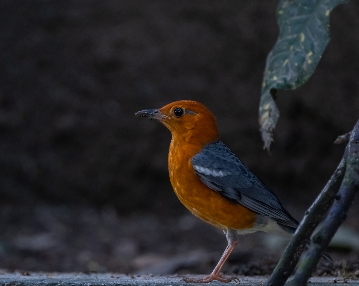 Orange-headed Thrush - ML642970428