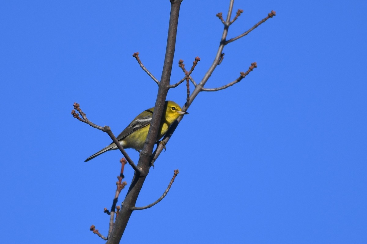 Pine Warbler - ML642970431