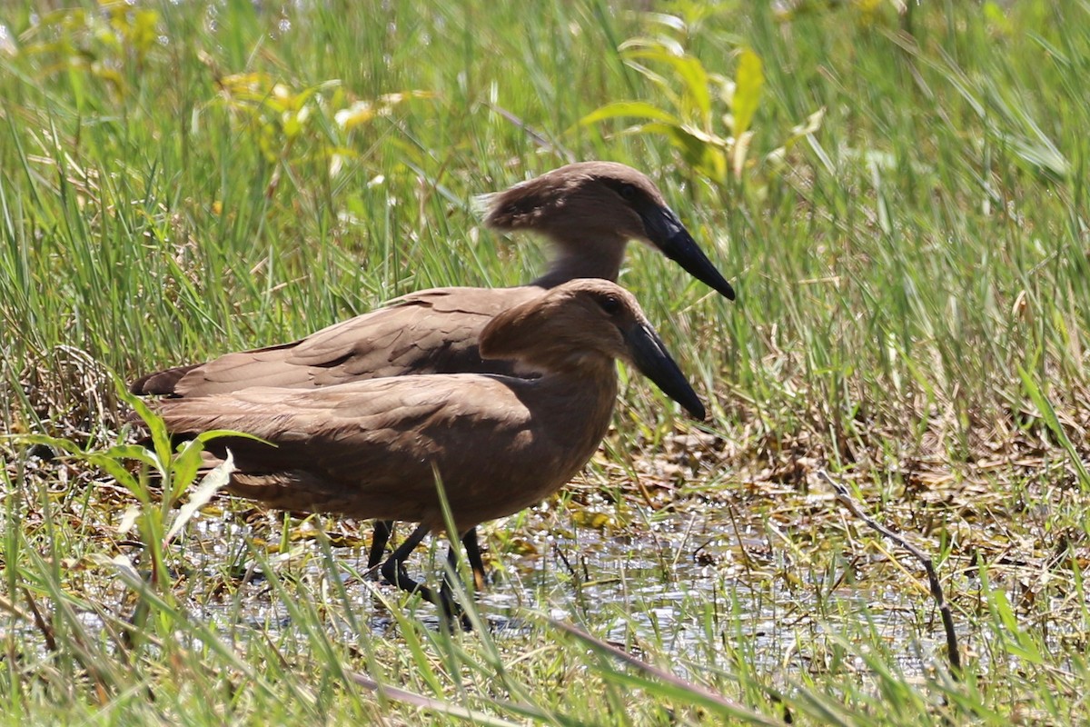 Hamerkop - ML642970434