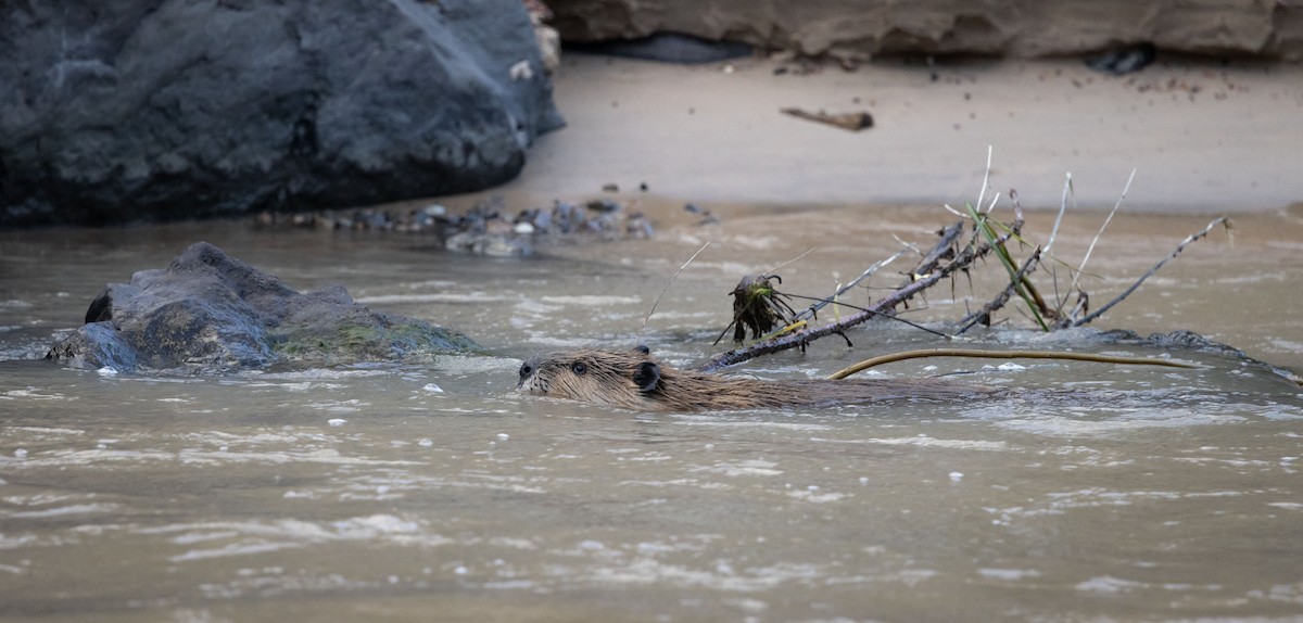 American Beaver - ML642970435