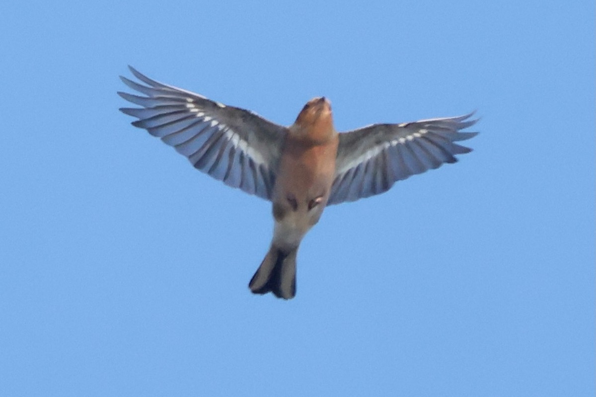 פרוש מצוי - ML642970439