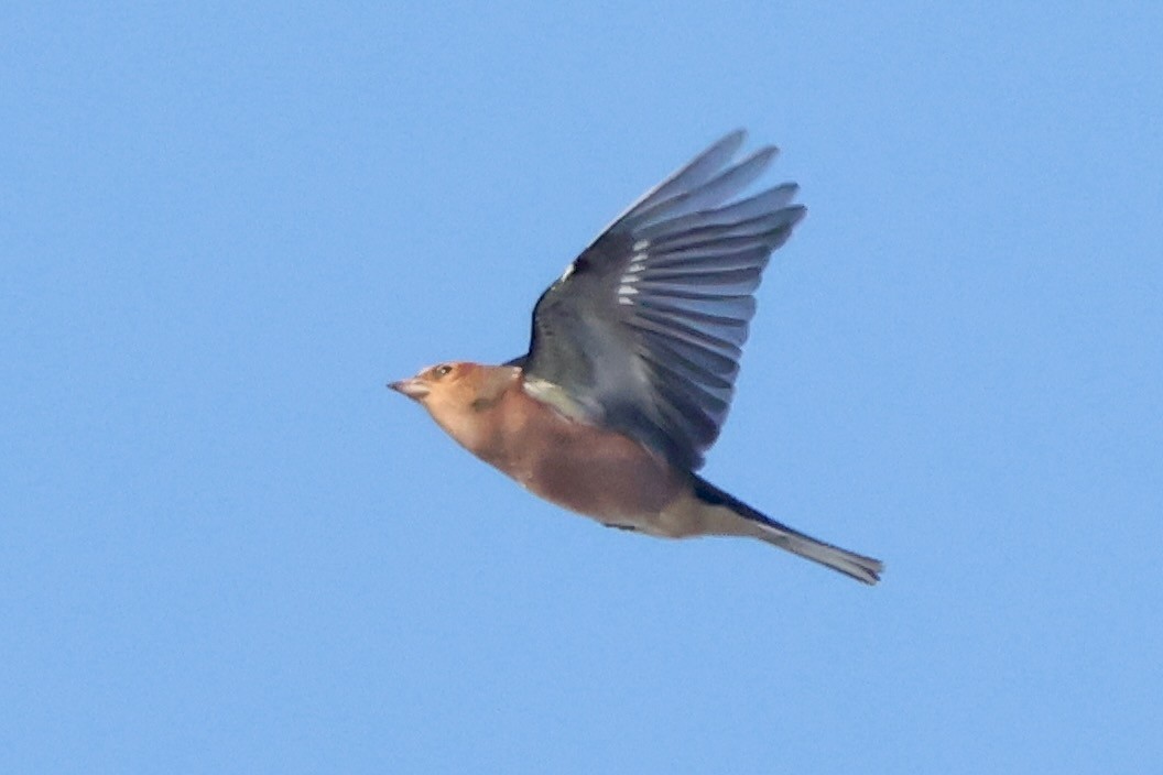 פרוש מצוי - ML642970441