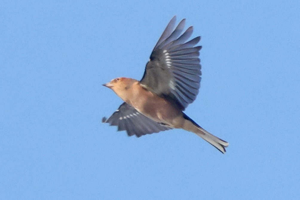 פרוש מצוי - ML642970442