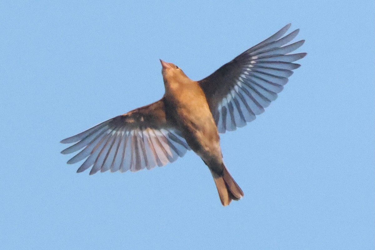 פרוש מצוי - ML642970444