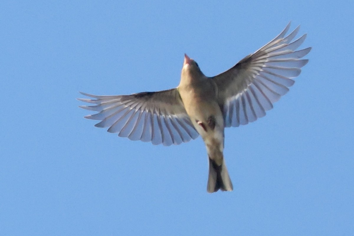 פרוש מצוי - ML642970445