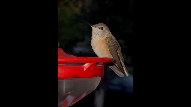 Broad-tailed Hummingbird - ML642970451