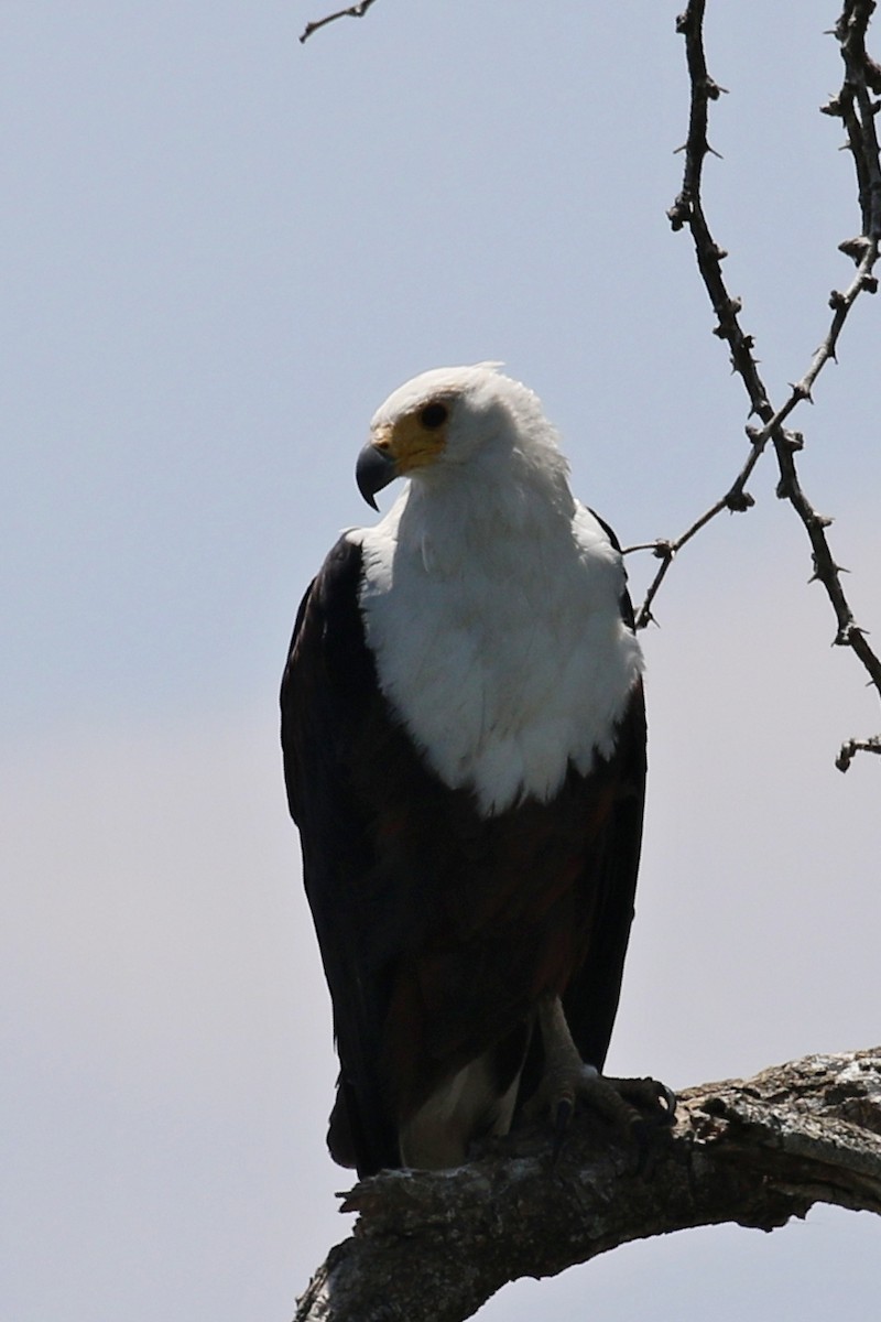 African Fish-Eagle - ML642970453
